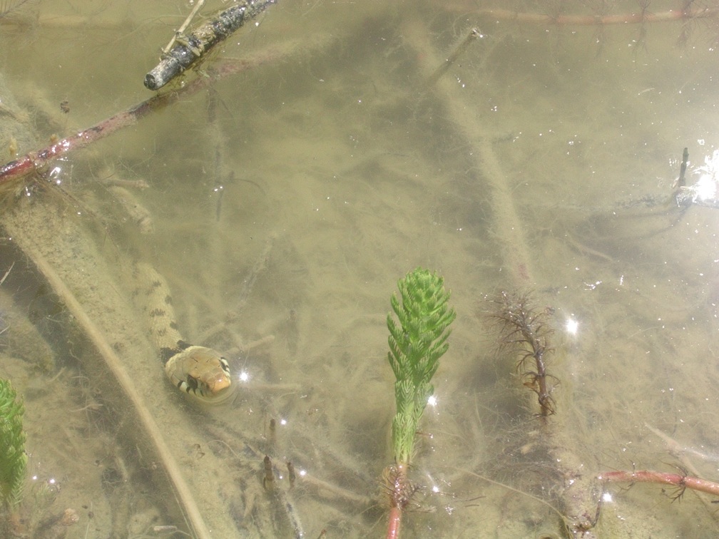 Bisogno di aiuto in Provincia di Ascoli